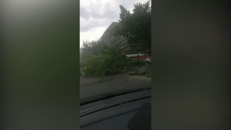 Copac cazut pe sosea