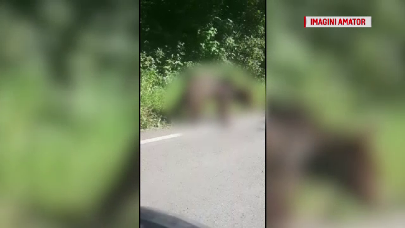 Situație revoltătoare în Sibiu. Un pui de urs, lăsat să moară pe marginea șoselei