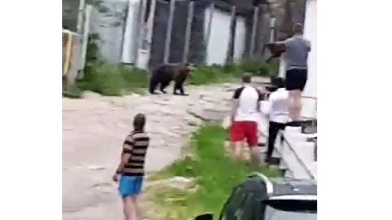 Turiști inconștienți. Filmau și vorbeau cu ursul de la doar câțiva metri distanță