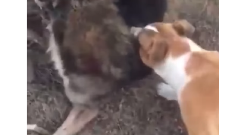 VIDEO ȘOCANT. Dosar penal pentru un tânăr care și-a asmuțit câinele să omoare un alt câine, legat de gard