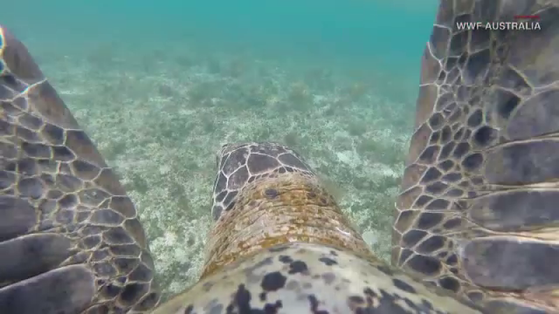 Imagini spectaculoase, filmate în Australia. Cum au fost surprinse 64.000 de broaște țestoase