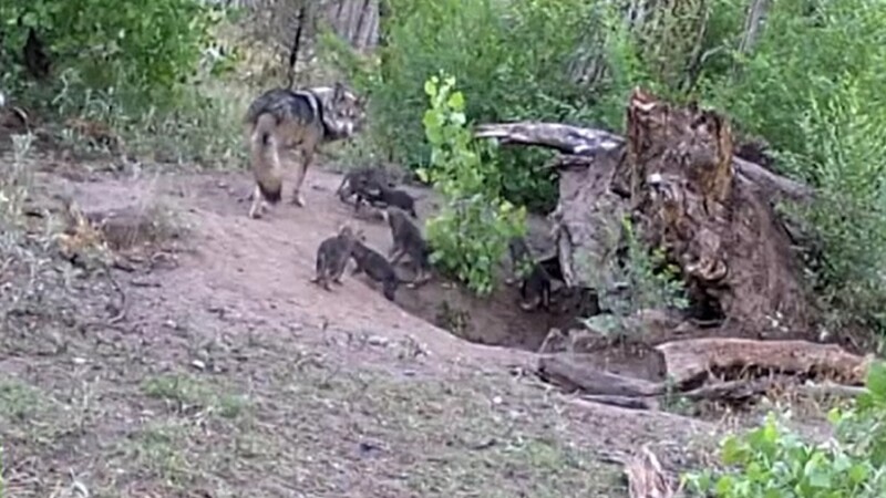 Momentul în care 17 pui de lup dintr-o specie foarte rară ies pentru prima dată din bârlog