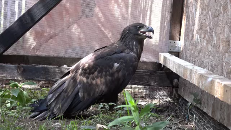 vultur codalb