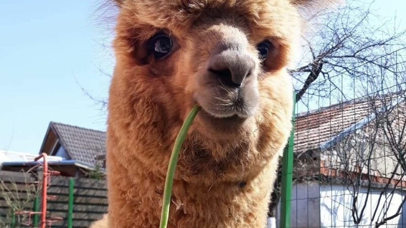 Pablo the alpaca