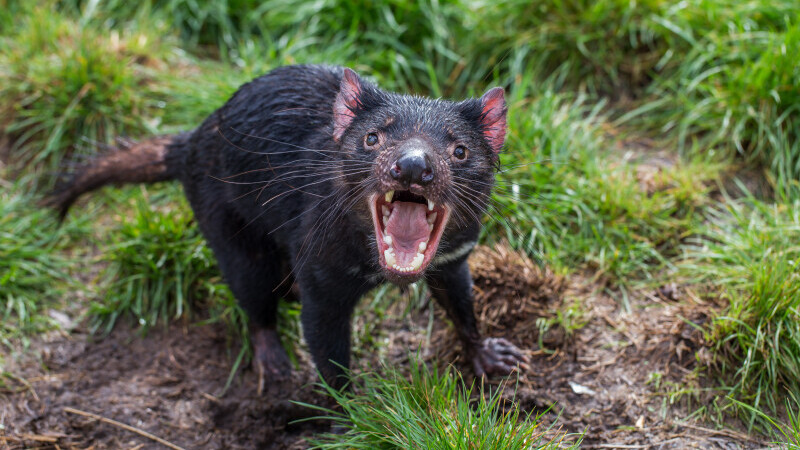 diavol tasmanian