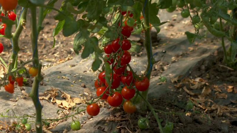 Roșiile românești din piețe sunt mai scumpe față de vara trecută. Ce spun producătorii