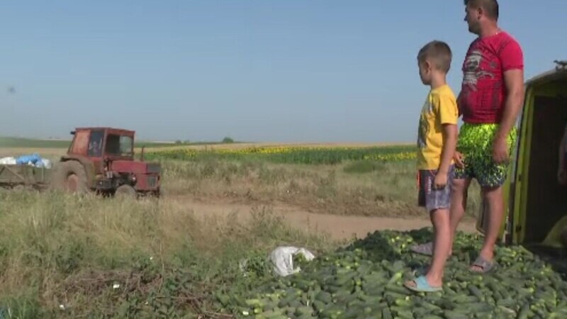 Agricultorii aruncă castraveții pe câmp, din cauza prețului cu care ar trebui să-i vândă