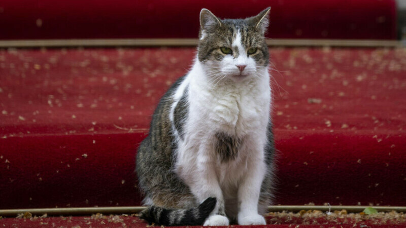 Celebrul motan Larry, fotografiat în timpul primei întruniri a cabinetului Boris Johnson, din Downing Street