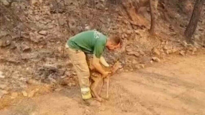 Pui de căprioară, salvat de pompierii spanioli dintr-un incendiu amplu de vegetație