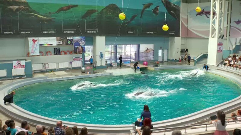 Delfini ”refugiați” din Ucraina fac spectacol la Constanța alături de semenii lor de la Delfinariu. Cum se înțeleg