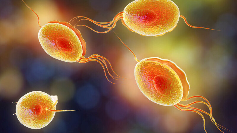 Trichomoniasis virus