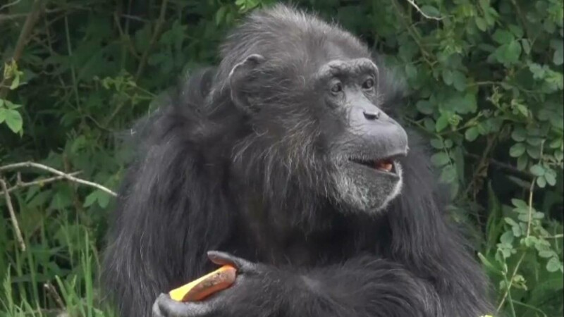 Cimpanzeul care a împlinit jumătate de secol, sărbătorit la o grădină zoo din Marea Britanie