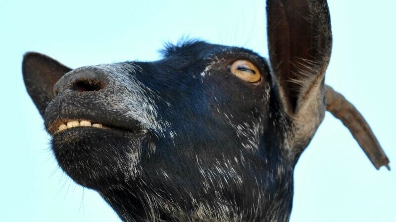 O capră „psihopată” a atacat doi turiști în vârf de munte. Femeia a zăcut apoi o săptămână în prăpastie, cu mâinile rupte