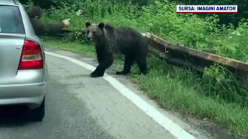Imagini revoltătoare pe Transfăgărășan. Pasagerul unei mașini lovește un urs cu o sticlă