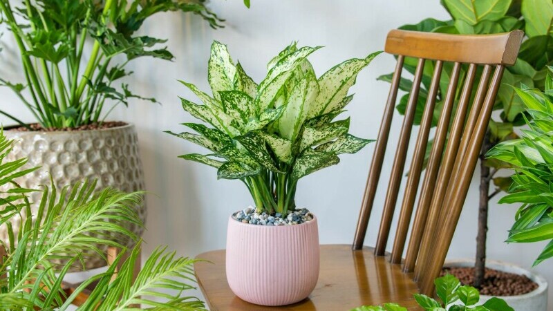 aglaonema