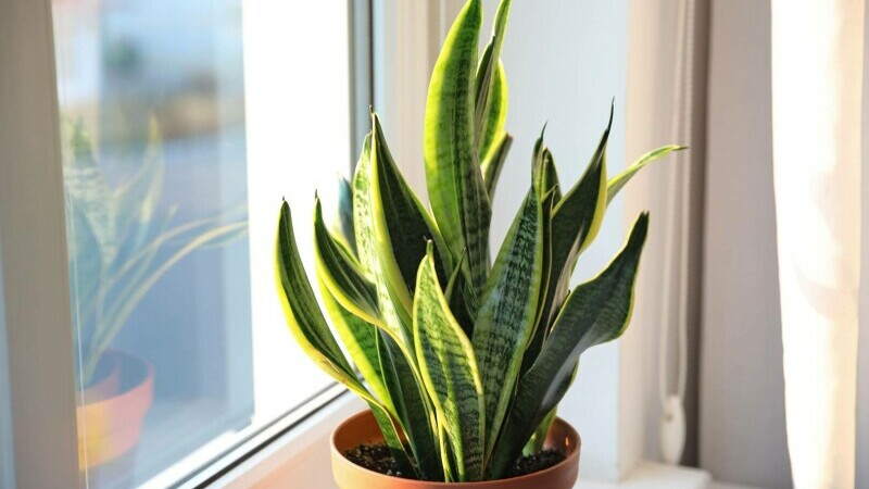 sansevieria - planta sarpe