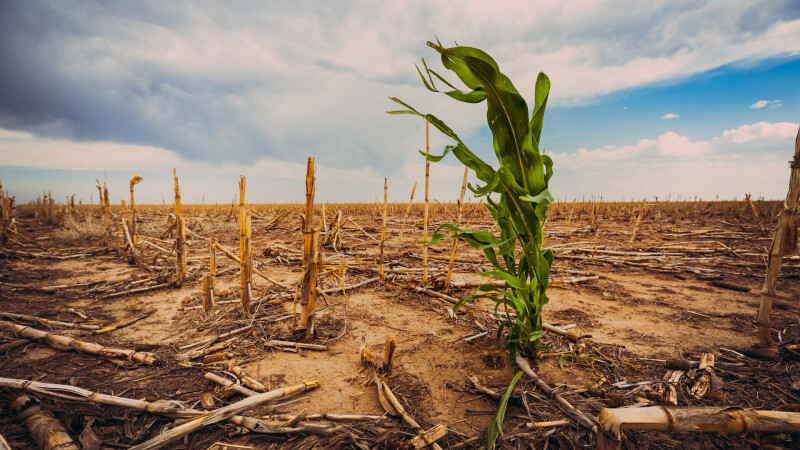 Alimente afectate de incalzirea globala