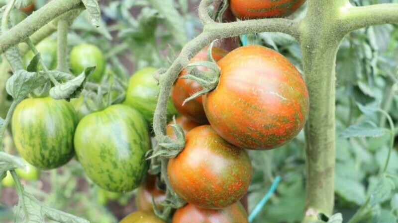 rosia tricolora