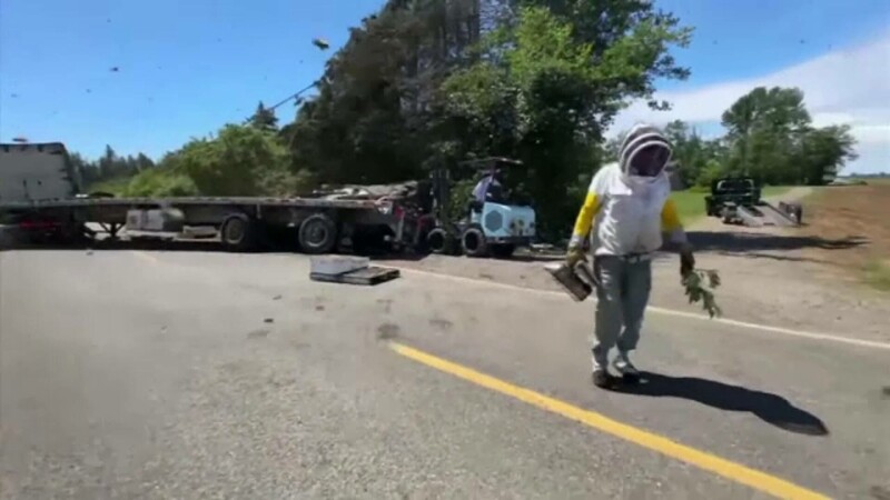 apicultor, sua, accident camion