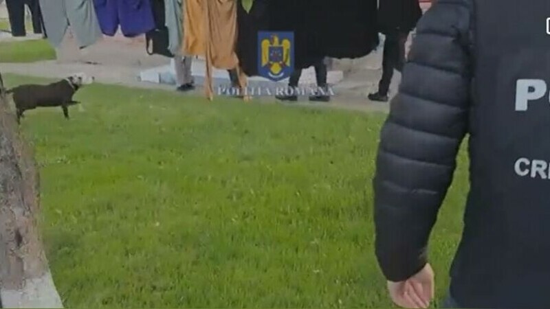 Lupte ilegale câini