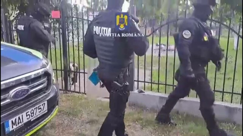 perchezitii, lupte caini