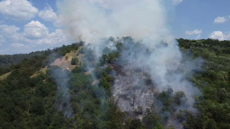 foc vegetatie