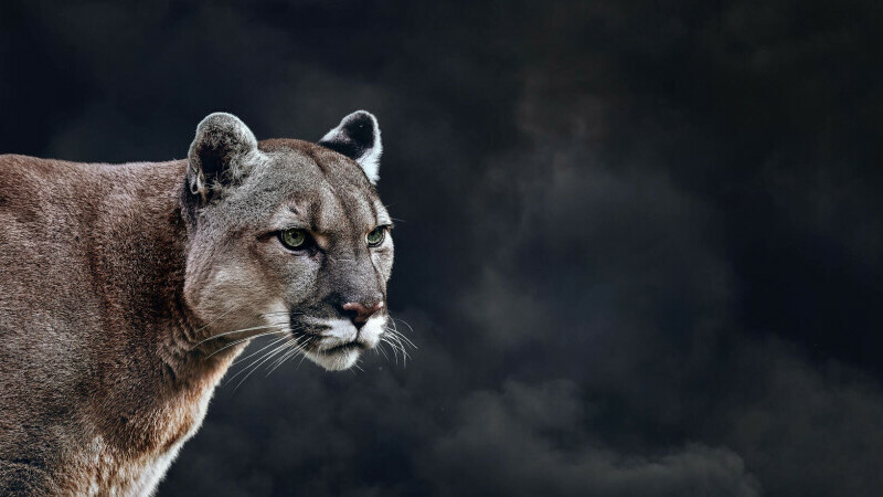 puma