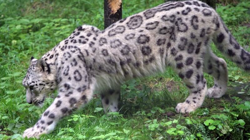 Leopard de zapada