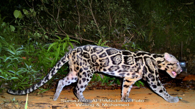 leopard