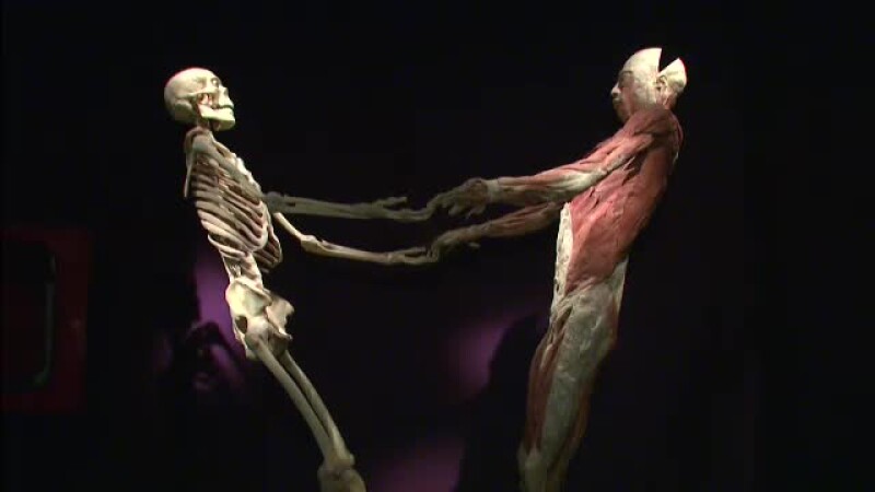 expozitie de cadavre, muzeul Antipa