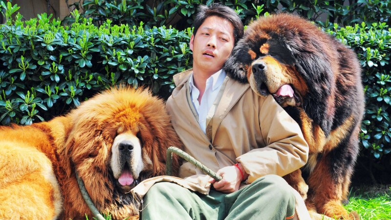 China: Un caine din rasa mastiff tibetan, vandut cu aproape milioane de euro - Stirileprotv.ro