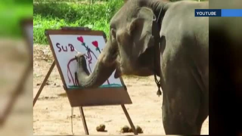 elefant pictor