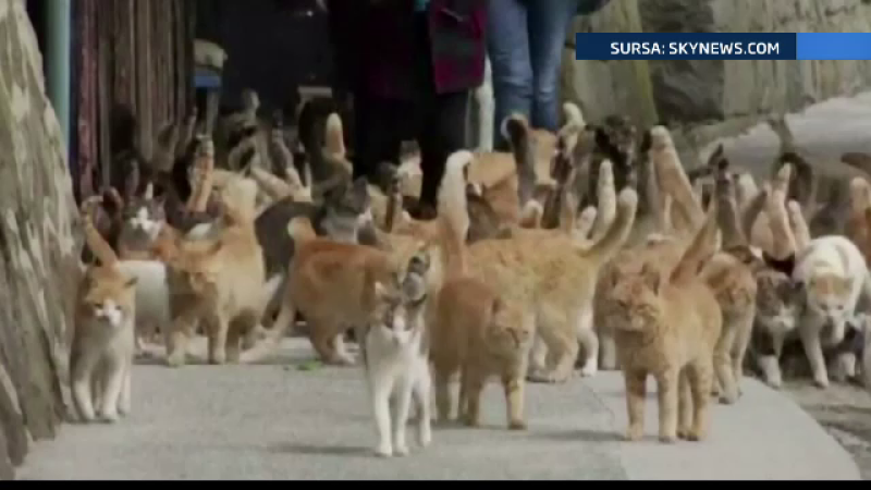 pisici Japonia