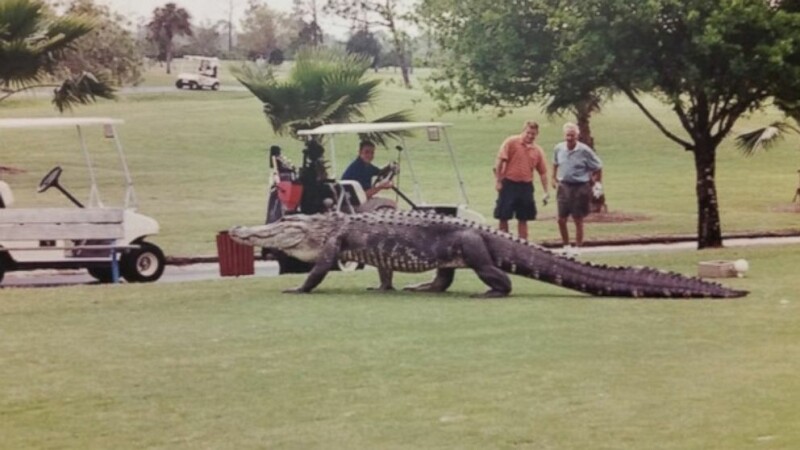 Crocodil