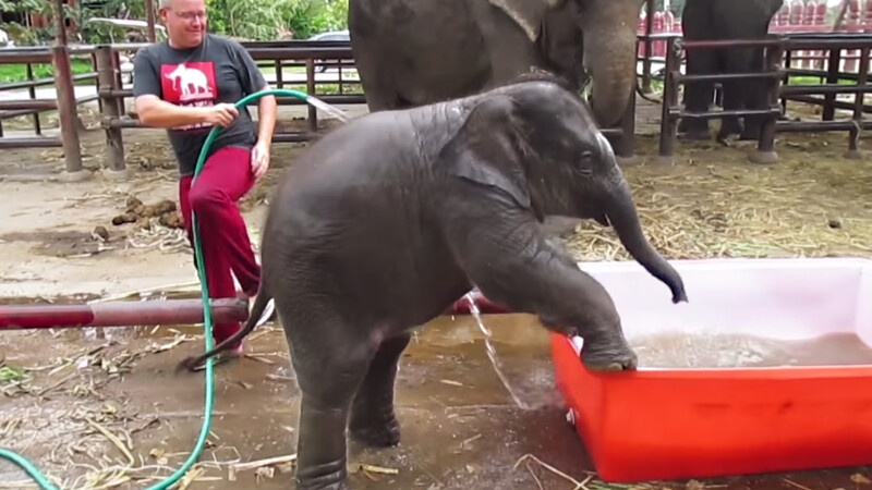 elefantel din Thailanda care intra in piscina