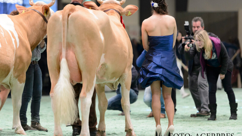 concurs de frumusete vaci in Elvetia