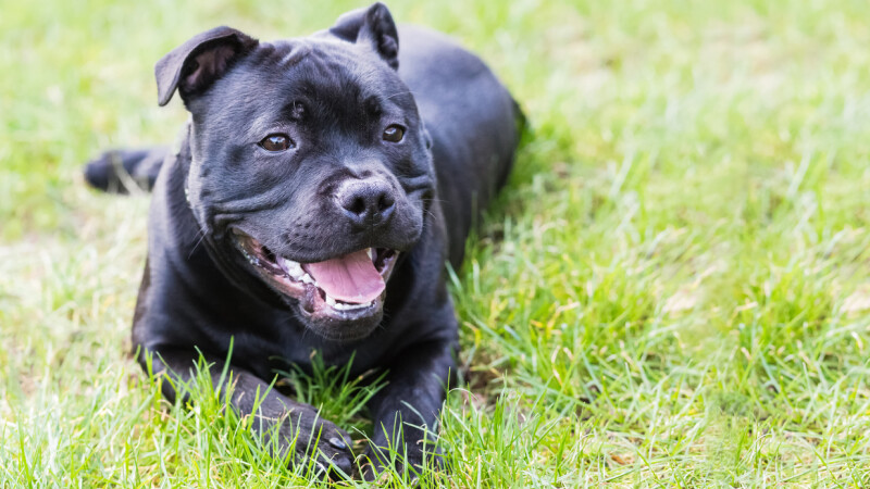 Staffordshire Bull Terrier