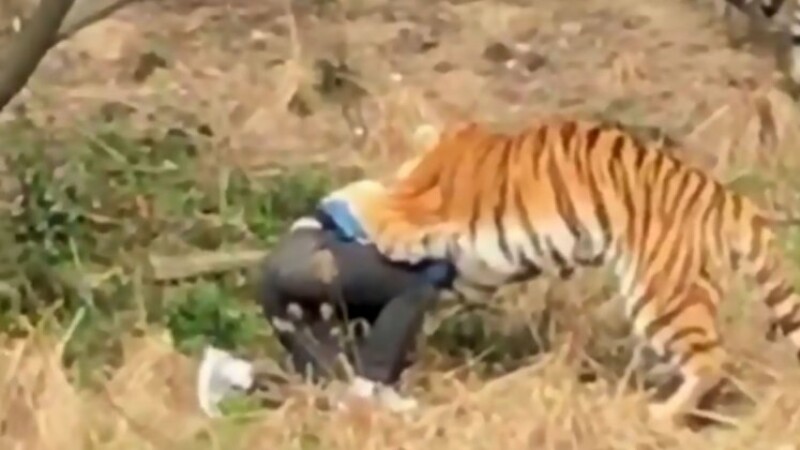Bărbat mâncat de tigri, după ce a încercat să intre la ZOO sărind gardul