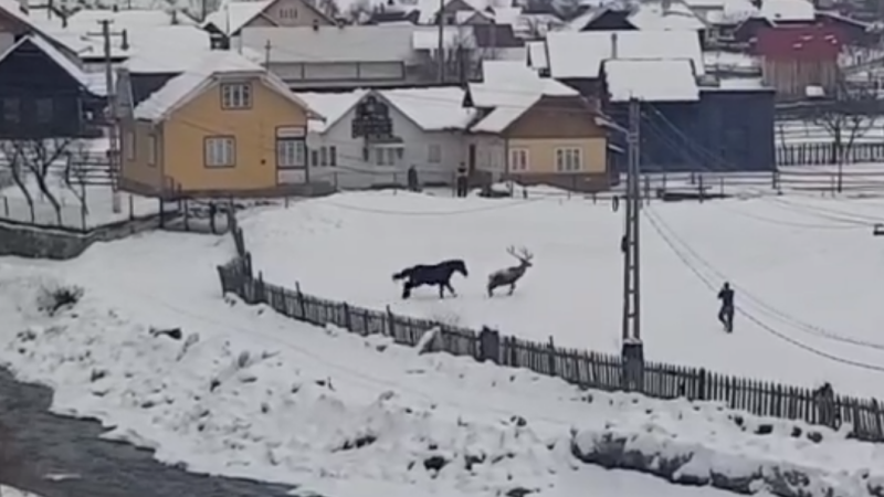 cerb și cal