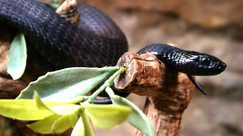 mamba negru
