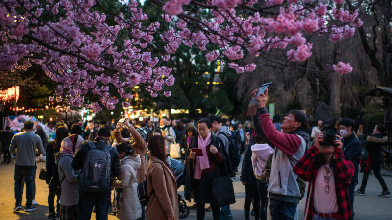 Oamenii fotografiază cireșii înfloriți într-un parc din Tokyo