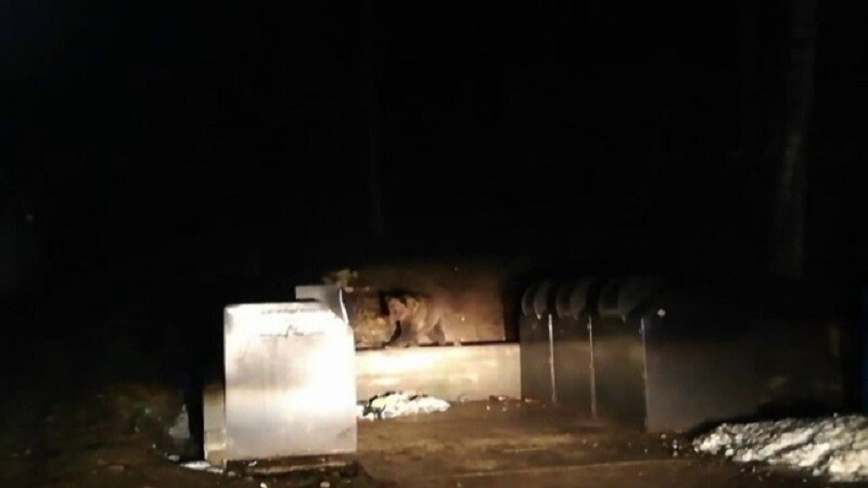 Pui de urs, blocat într-un tomberon, la Băile Tușnad