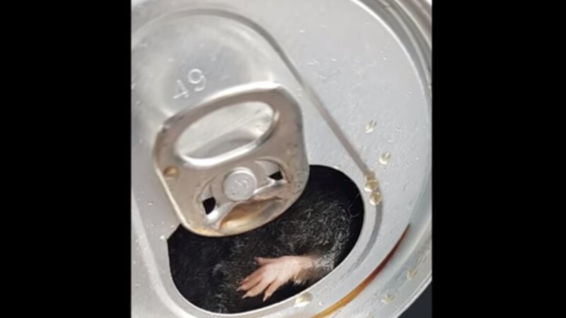 Un șobolan în doza de suc