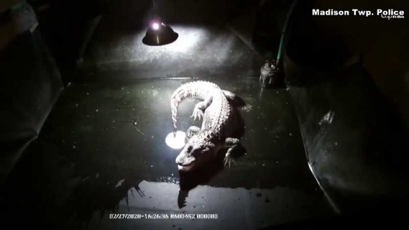 Motivul pentru un aligator a fost ținut într-un beci timp de 25 de ani