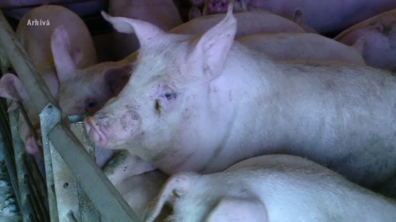 Zeci de porci Mangalița, sacrificați din cauza unui focar de pestă porcină