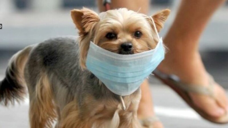 Hong Kong a plasat în carantină un câine suspectat de coronavirus
