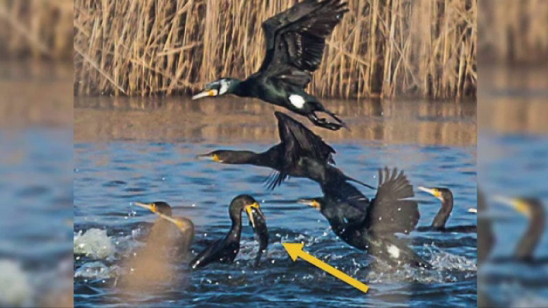 Cormoranii distrug producția de pește, în România. Consumă 20.000 de tone de pește pe an