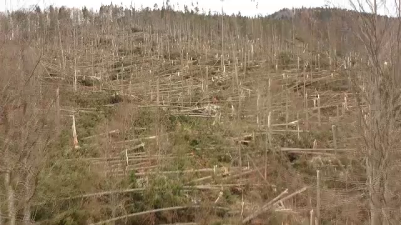 copaci distrusi