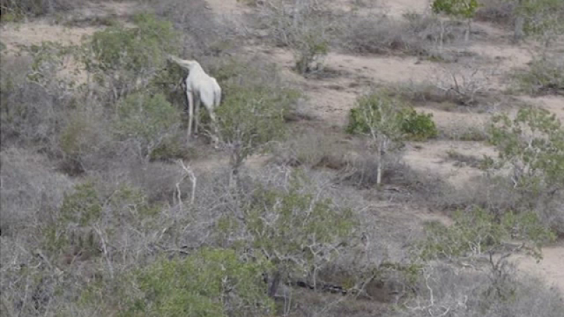 Două girafe albe, foarte rare, împușcate de braconieri, în Kenya