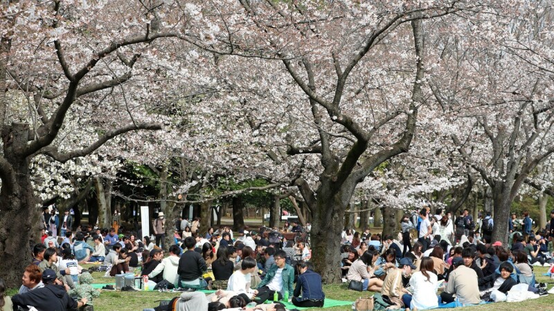 Japonezii sărbătoresc înflorirea cireșilor. Sute de tineri au ieșit la iarbă verde într-un parc din Tokyo